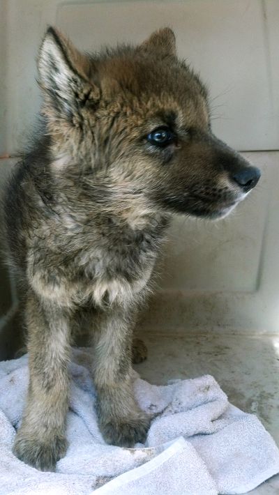DNA tests confirmed that this pup picked up by campers outside of Ketchum, Idaho, on May 25 is a wild wolf. (Courtesy of Idaho Department of Fish and Game)