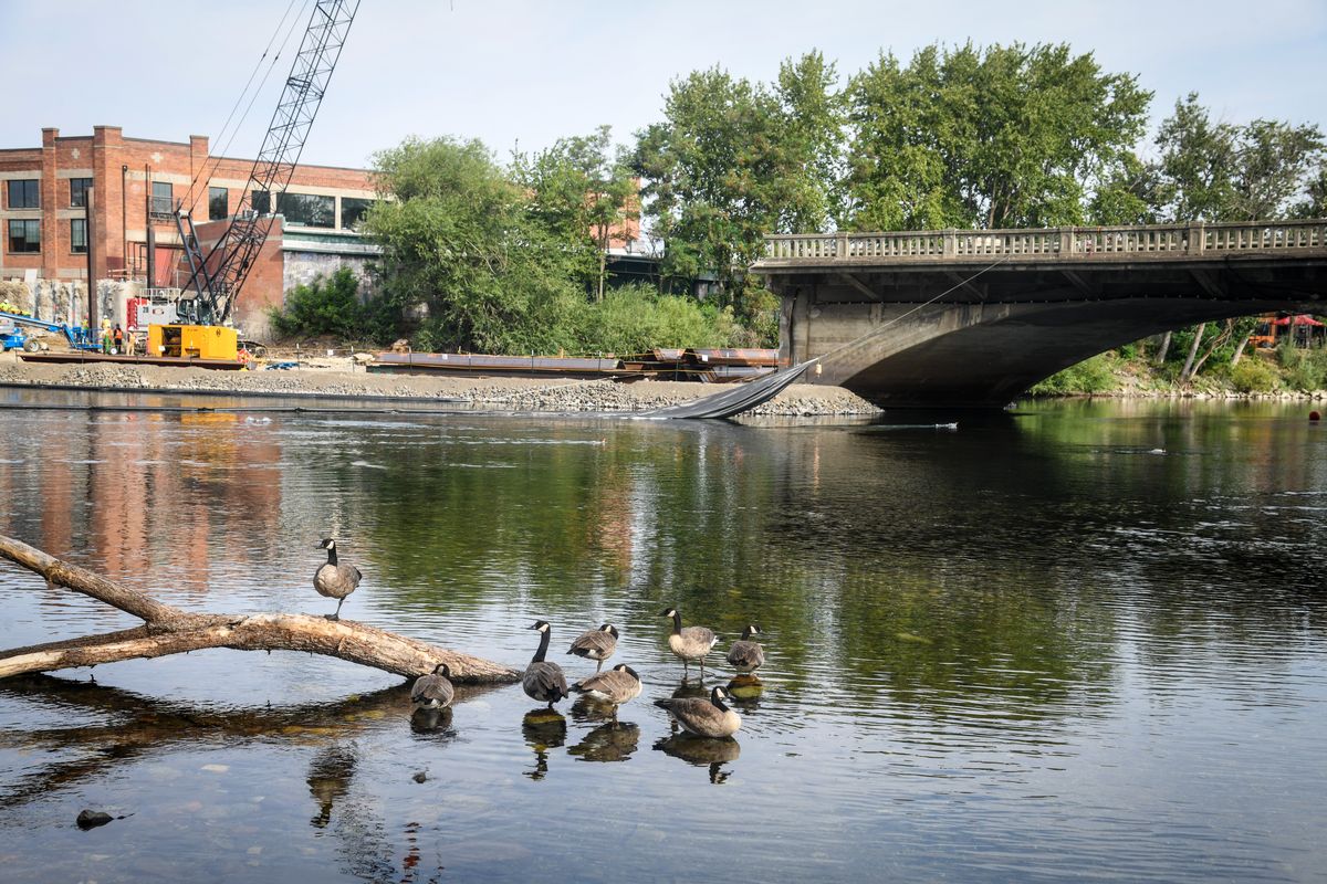 A gaggle of Canada geese take a morning pause on the Spokane River near the historic East Trent Bridge demolition site where two spans have been removed, Thursday, Aug. 13, 2020, in Spokane. The concrete bridge was built in 1910 with Luten arch style to replace a wooden structure. Work will last until fall of 2023.  (DAN PELLE/THE SPOKESMAN-REVIEW)