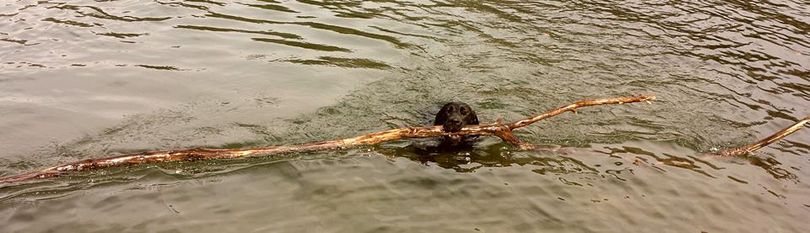  A Labrador retriever does its job. (Teri Pieper)