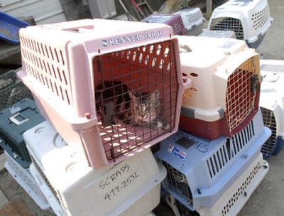 
Dozens of cats in pet carriers wait for processing at the Voice of the Animals shelter in Blanchard on Thursday. 
 (Photos by JESSE TINSLEY / The Spokesman-Review)