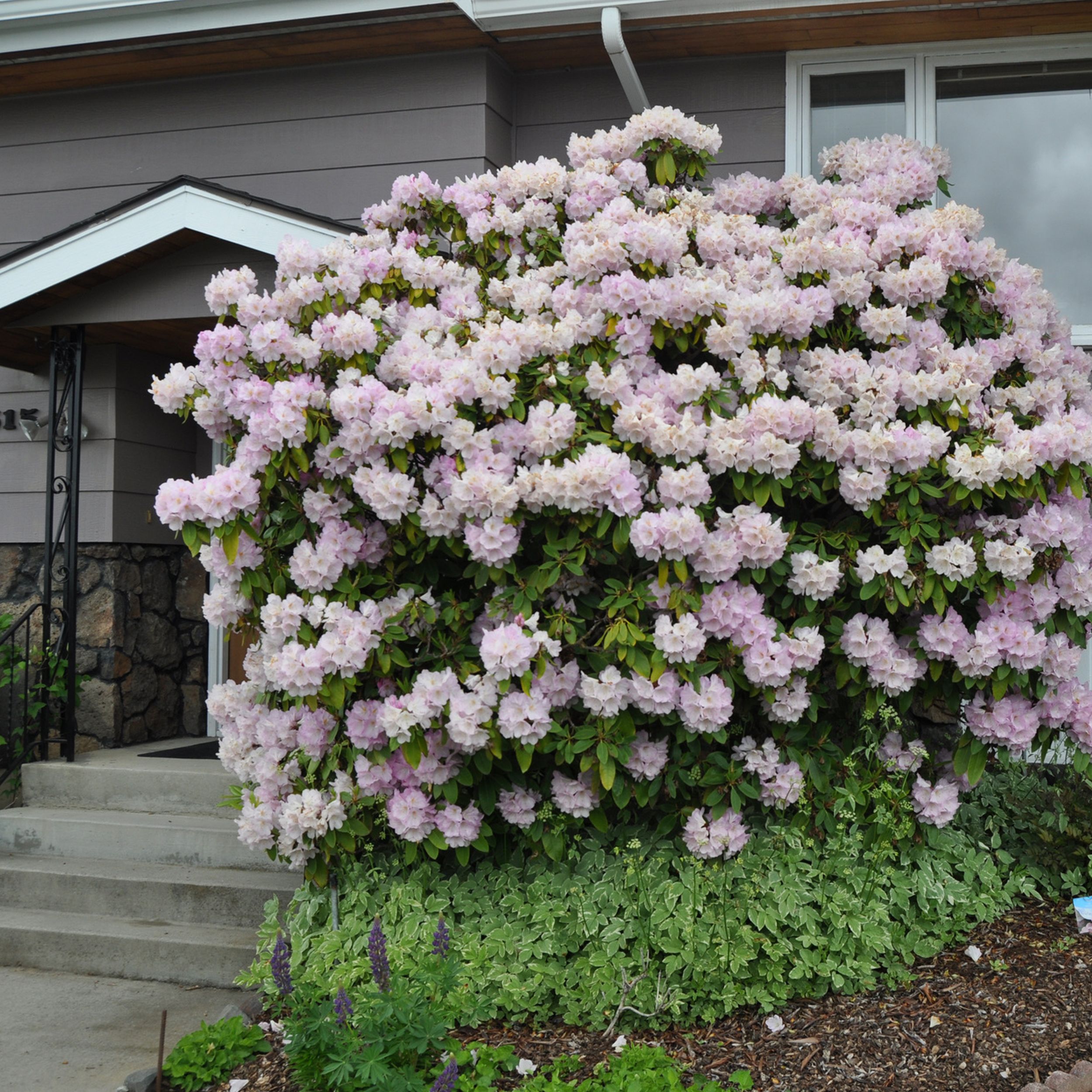 Rhododendrons tricky: Choose zone over color