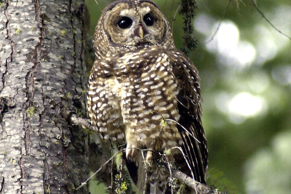 A northern spotted owl sits on a tree branch May 8, 2003, in the Deschutes National Forest near Camp Sherman, Ore.  (Associated Press)