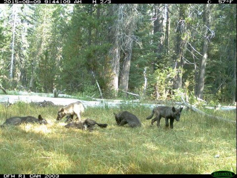 Remote camera images such as this one snapped in August 2015 have helped California wildlife officials to confirm that five gray wolf pups and two adults are in Northern California.
 (California Department of Fish and Wildlife)