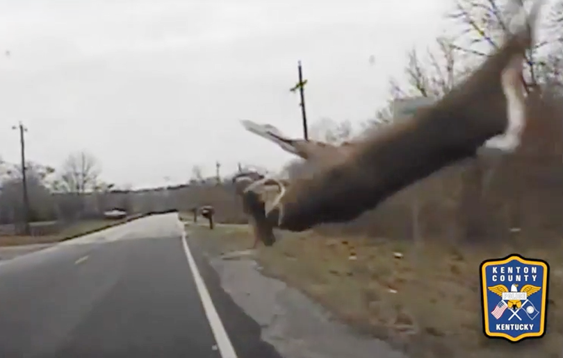 A white-tailed deer flies in a highway collision with a Kentucky police car. (Kenton County Police Department)
