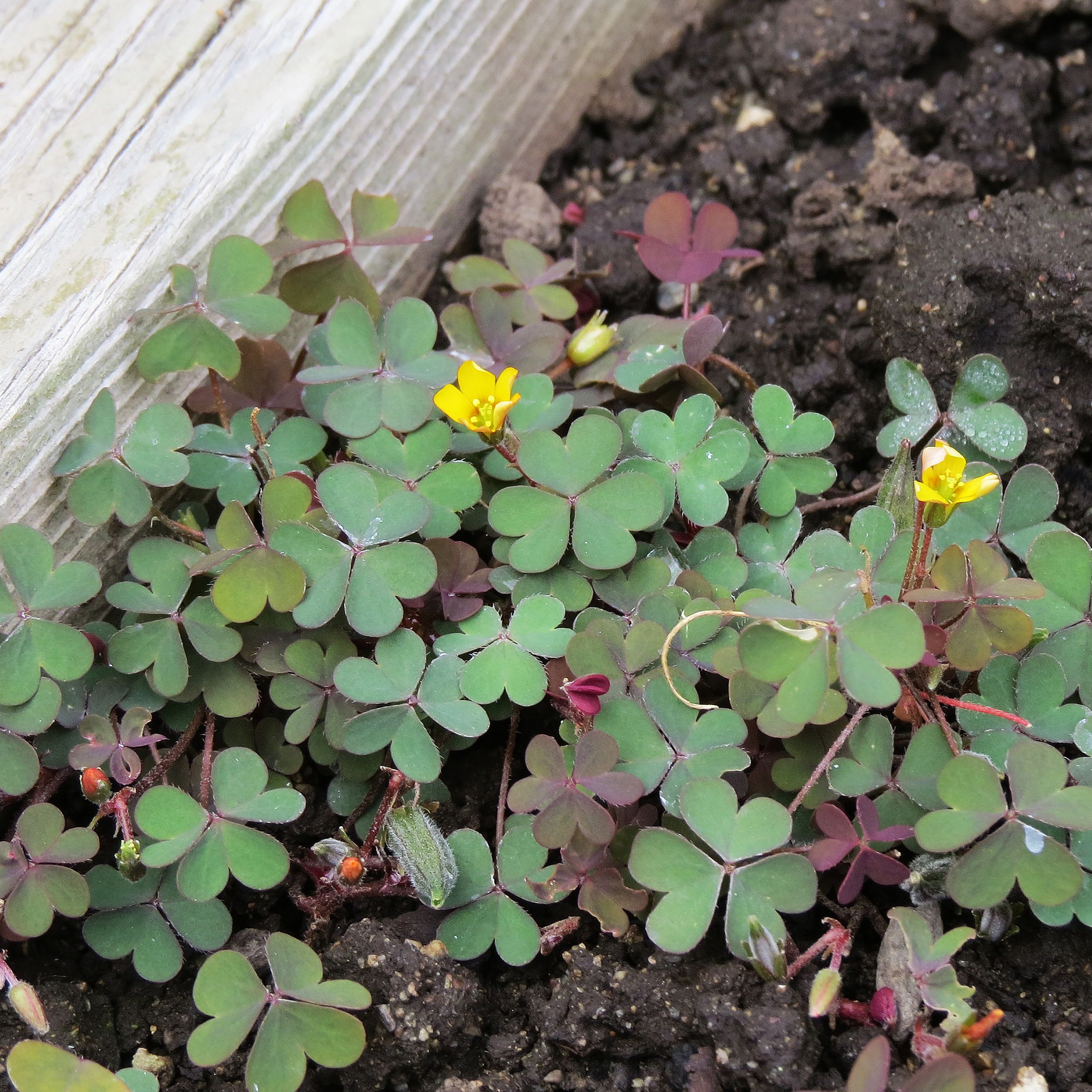 In The Garden Pull Out Those Weeds To Keep Them From Competing With Your Plants The Spokesman Review