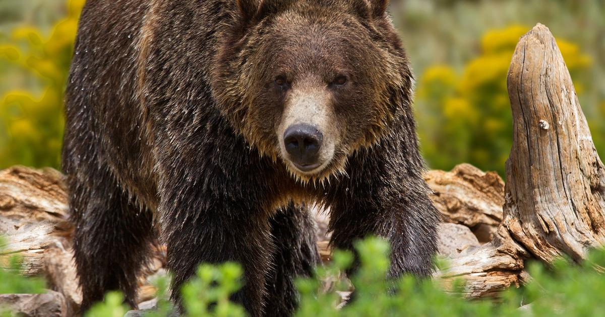 Two hikers in Yellowstone seriously injured in bear attack