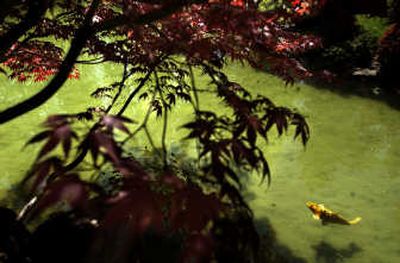 
A fish searches the shallows in the Japanese Garden. 
 (File / The Spokesman-Review)