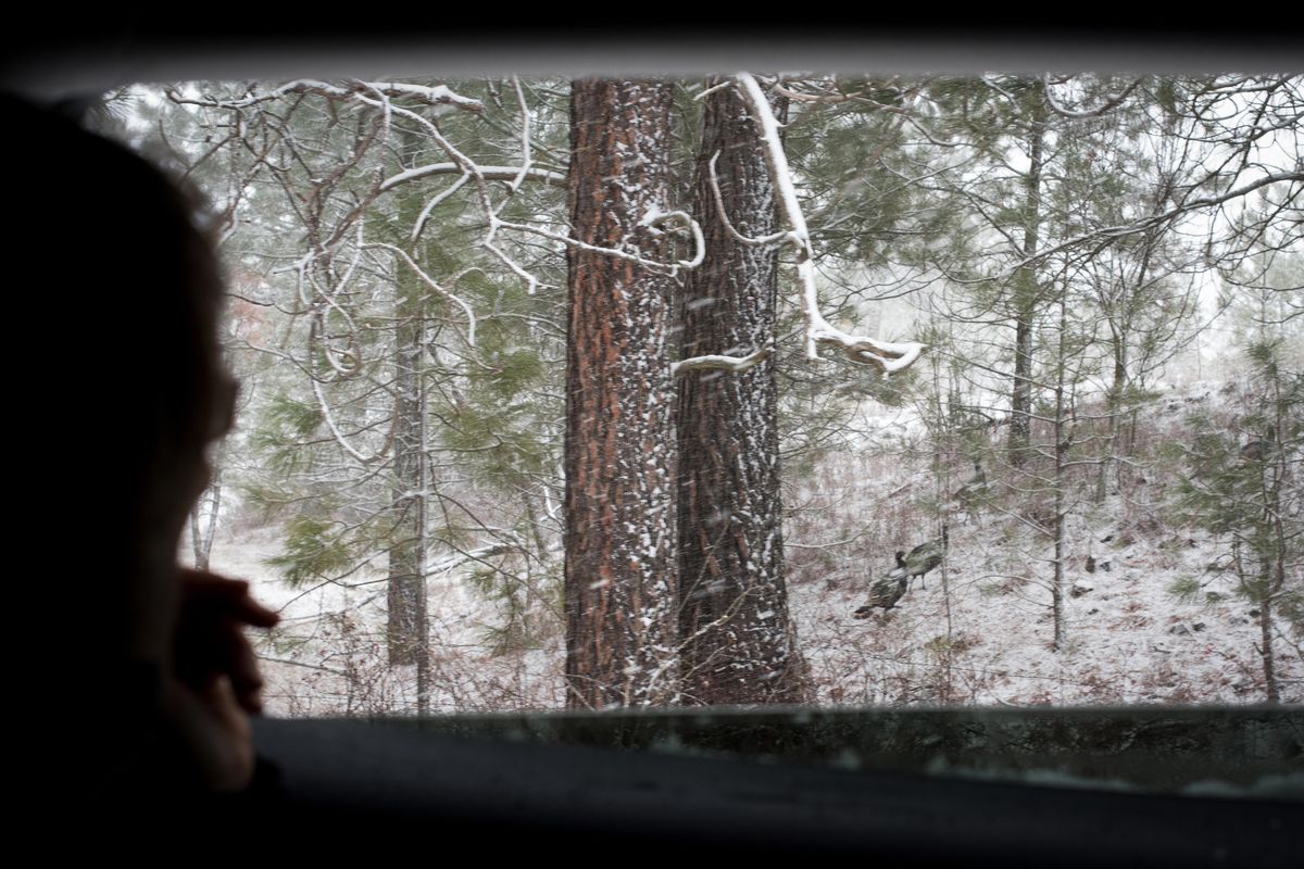 Christmas Bird Count 2022 Spokane Annual Christmas Bird Count Represents 120 Years Of Citizen Science | The  Spokesman-Review