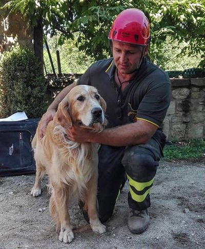 A firefighter pets Romeo, the golden retriever that was rescued Friday from a pile of quake rubble, nine days after the temblor struck in the town of Amatrice, Italy. (Alessandro Di Meo / Associated Press)