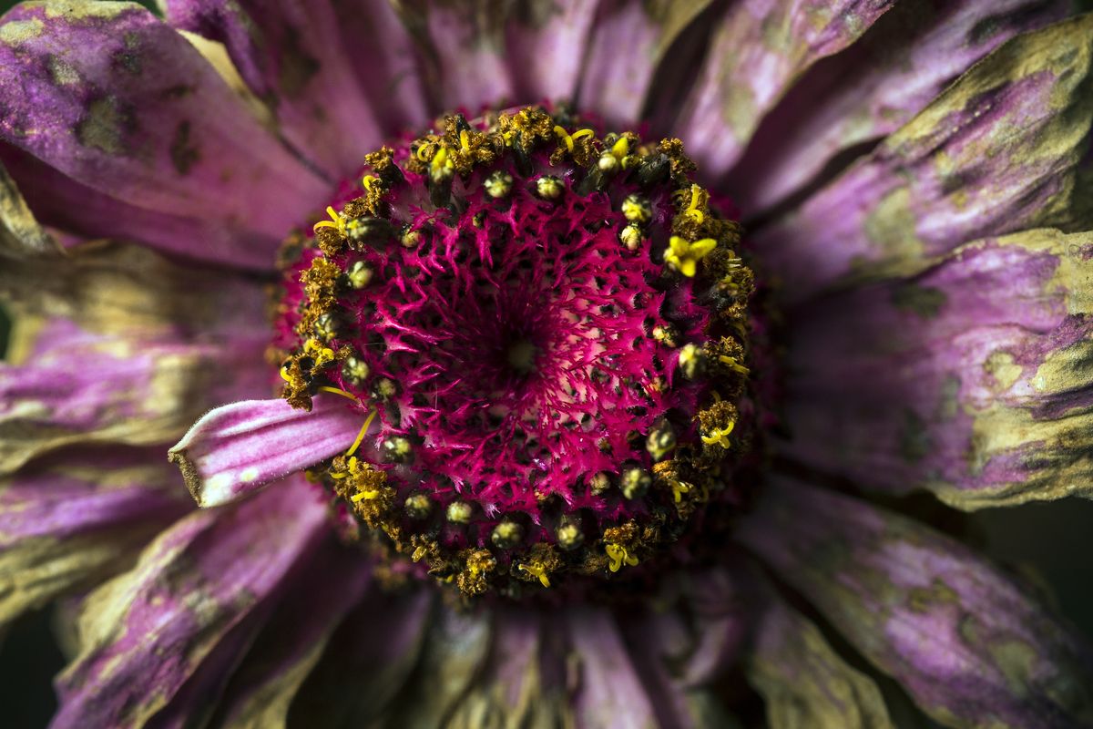 The zinnia is an American plant of the daisy family. On Wednesday across from Cannon Hill Park, a zinnia bloom fades in a flower patch.