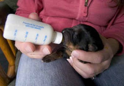 
Every hour, Ashley Rudolph and her husband, Russ take turns helping her dog Hanna with the nursing duties by bottle feeding some of the 17 surviving Rottweiler puppies born Saturday. Every hour, Ashley Rudolph and her husband, Russ take turns helping her dog Hanna with the nursing duties by bottle feeding some of the 17 surviving Rottweiler puppies born Saturday. 
 (Colin Mulvany/Colin Mulvany/ / The Spokesman-Review)