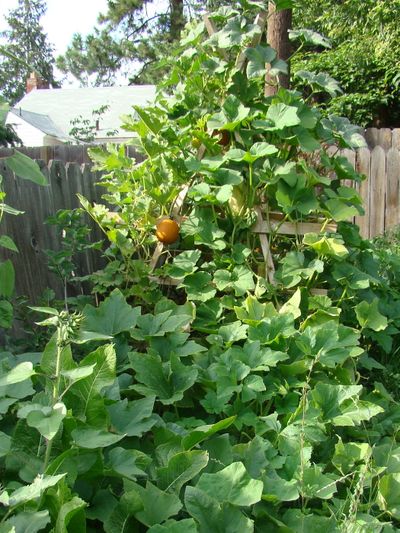 Squash trellis: August. (Maggie Bullock)