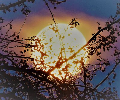 Mary Jo Stauner took this photo of wolf moon, January's first full moon.  (Courtesy of Mary Jo Stauner)