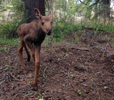 A moose calf was found near the bodies of its mother and sibling at the West Boulder Campground in Montana. The calf was later put down by Montana Fish, Wildlife and Parks (Bozeman Daily Chronicle)
