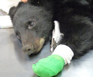 This undated photo provided by the Idaho Department of Fish and Game shows a cub black bear burned in the Mustang Fire north of Salmon, Idaho. Idaho Fish and Game wildlife veterinarian Mark Drew says a number of facilities offered to care for the 4-month-old cub nicknamed "Boo Boo." He says the Idaho Humane Society was selected Friday, Aug. 31, 2012, because of the cub's medical and other needs. Drew says the cub weighs just 23 pounds but his appetite is good and the wounds have stabilized, seem to be improving and do not appear to have any infection. The cub was discovered Aug. 26 clinging to a tree in the eastern Idaho backcountry recently scorched by a massive wildfire near Salmon. Efforts to find the bear's mother were unsuccessful. (Idaho Department of Fish and Game)