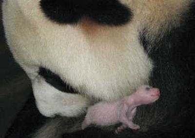 
In this photo taken on Aug. 7, 2006, and made available Friday, the giant panda Qizhen cuddles her newborn, Wushiyike, meaning 51 grams in Mandarin, at the Chengdu Giant Panda Reproduction and Research Center, Chengdu, China. Wushiyike, born at half the weight of most pandas, is growing into a normal, healthy animal in, state media reported. Associated Press
 (Associated Press / The Spokesman-Review)