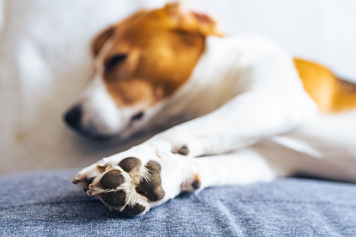 A beagle shows off its paws. While they look much different, dog paws are very similar to human hands and feet. (Shutterstock)