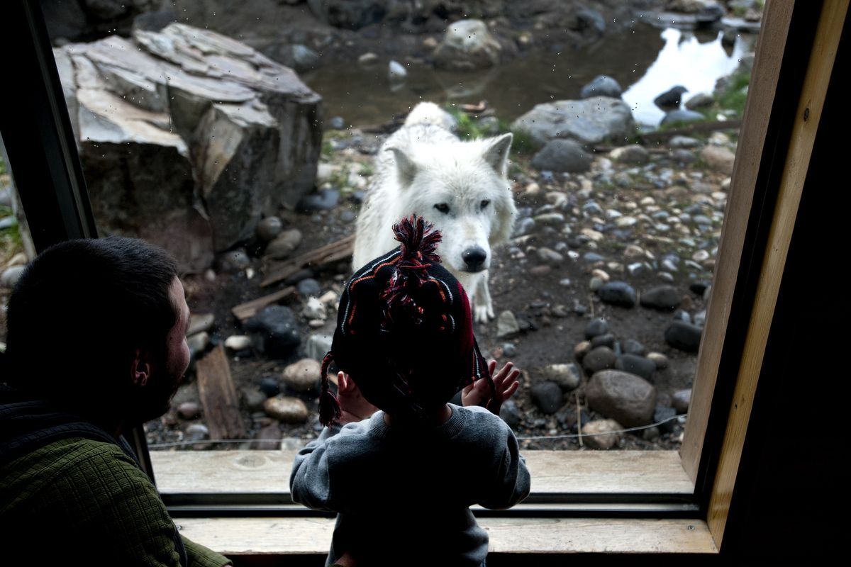 Braxton Wheeler, 4, of Island Park, Idaho, locks eyes with a wolf at the West Yellowstone Grizzly & Wolf Discovery Center near Yellowstone National Park on May 18. The center offers opportunities to observe some of the West’s most controversial predators.