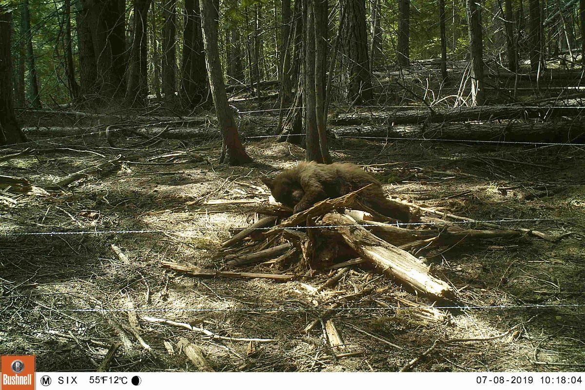 A bear digs through a pile of logs placed inside a barb wire enclosure on July 8, 2019. Washington Department of Fish and Wildlife biologists just finished a bear-hair capture effort in Region 1. The samples of bear hair will be used to determine the density of the population. (Washington Department of Fish an / COURTESY)