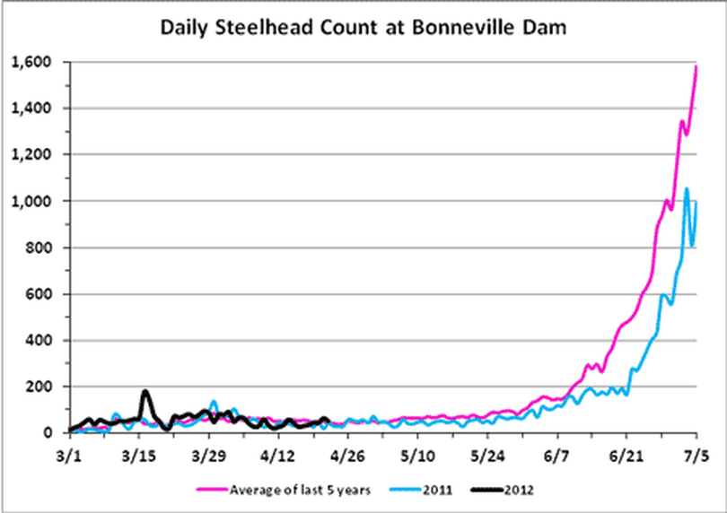 Steelhead over Bonneville Dam, April 24, 2012. (Fish Passage Center)