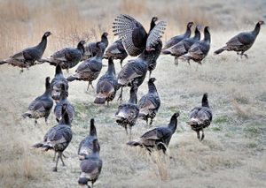 
Wild turkeys are particularly conspicuous in winter, when they congregate in lowland flocks. Biologists say turkeys have been introduced to virtually every habitat niche in the state. 
 (File/ / The Spokesman-Review)