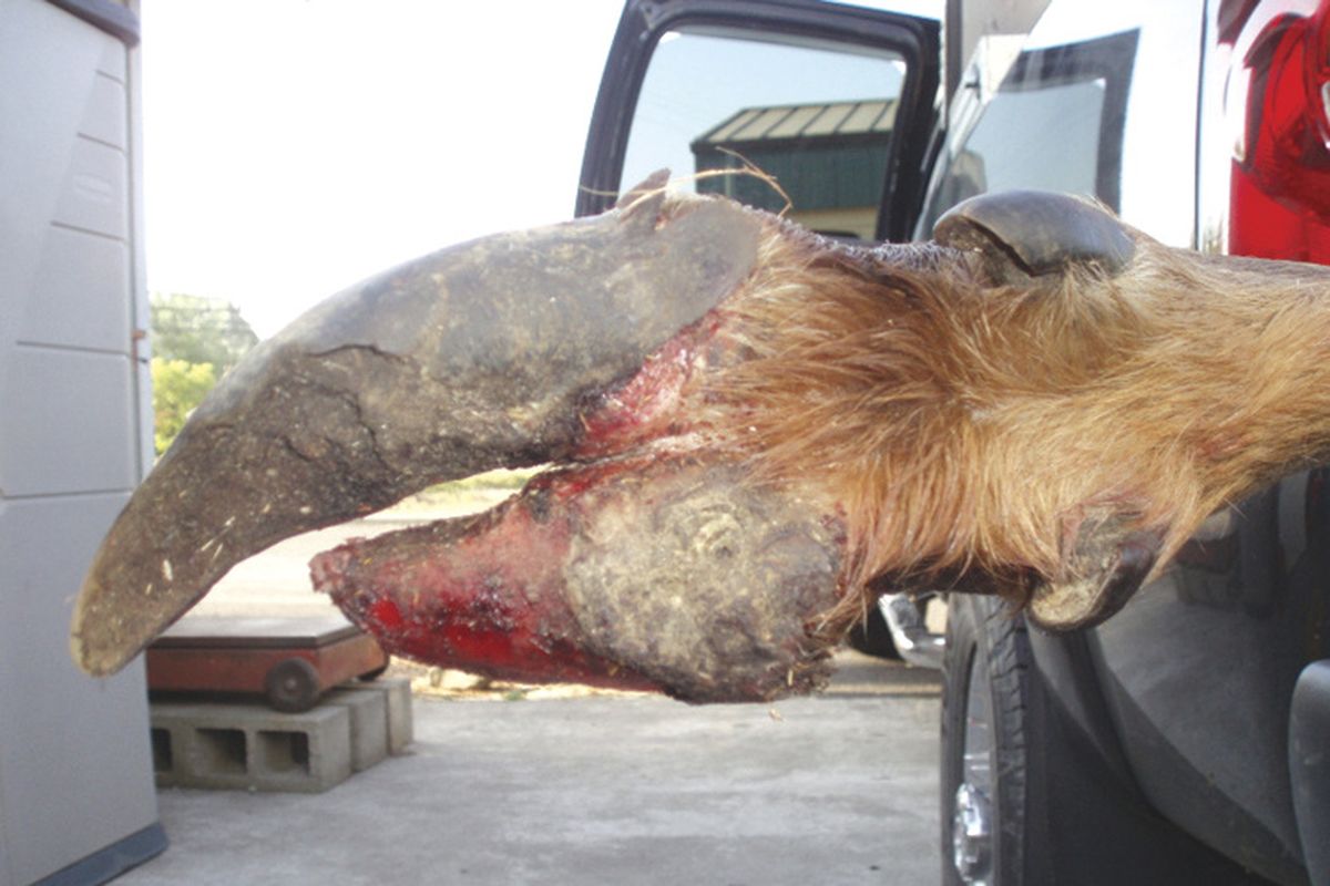 An elk shot by during August hunting season near Vader, Wash., had a hoof deformed by hoof rot.