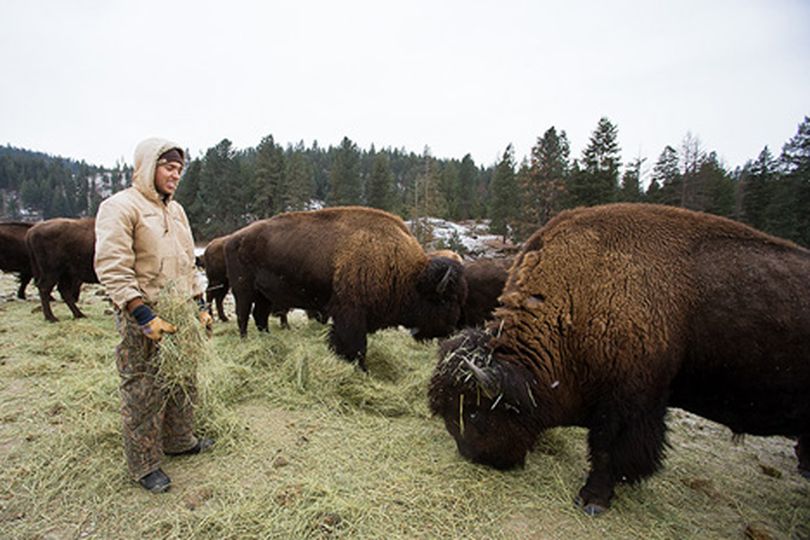 Christian Starr feeds the ranch���s oldest bison, Likeable, right, who is mostly blind. Thunder, center, has taken the older bison���s place as the dominant bull. (Shawn Gust/press)