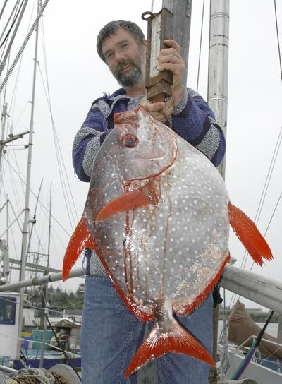 A 35-pound moonfish, also known as opah and normally found in the deep waters near Hawaii, on board his troller Roulette at ANB Harbor in Sitka, Alaska. (JAMES POULSON / Associated Press)