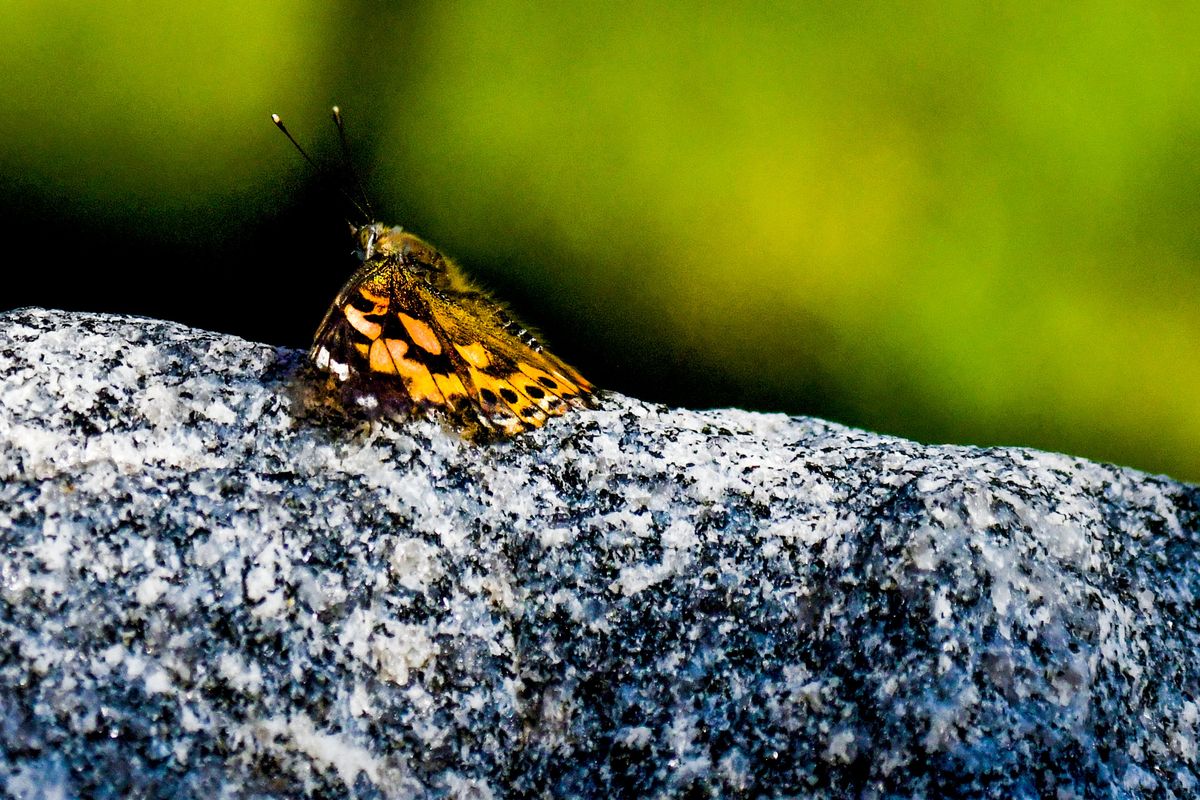 A butterfly rests on a rock as part of Auburn Crest Hospice community butterfly release at Share Hope Memorial Garden in Coeur d