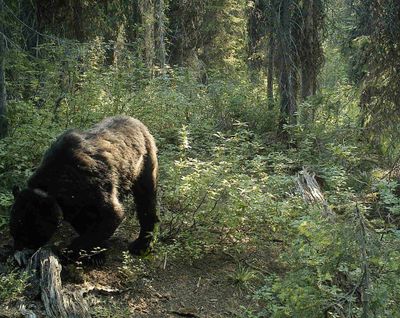 A grizzly bear wearing a radio collar is photographed by a researcher’s trail camera in the Selkirk Mountains southeast of Ione.