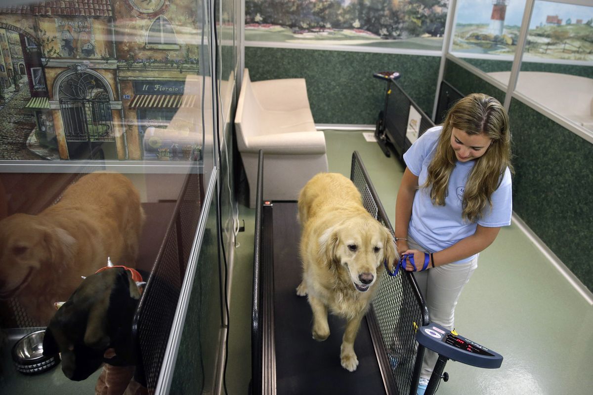 Staff worker Kelli Quinones walks golden retriever Ceili on a treadmill for dogs at Morris Animal Inn on June 16 in Morristown, N.J. Female goldens are supposed to weigh 55 to 70 pounds but Ceili tipped the scales at 126 pounds. (Associated Press)