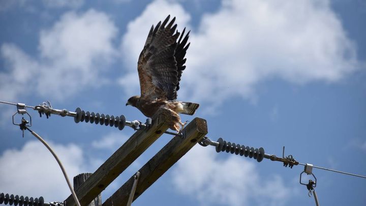 Experts Say Pullman Hawk Attacks Are Just The Work Of Some Protective ...