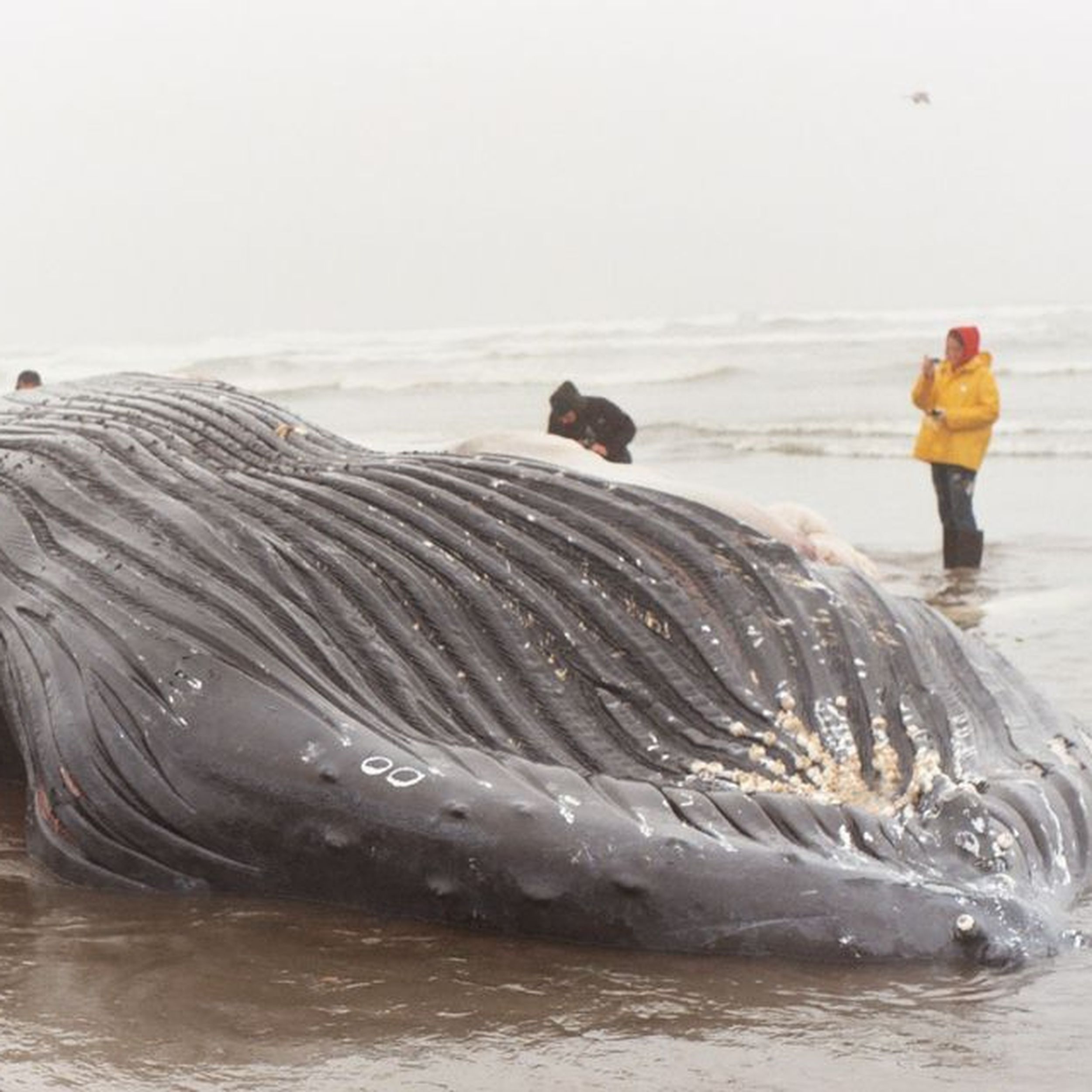 An expert explains what's next for washed-up whale on Oregon Coast - OPB