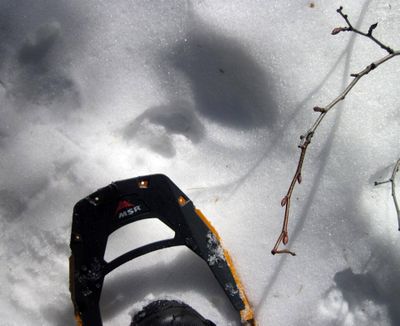 Bart Rayniak snowshoed up the back side of Schweitzer last Sunday through great spring snow. Alder buds seemed ready to burst open. He also spotted some fresh bear tracks.