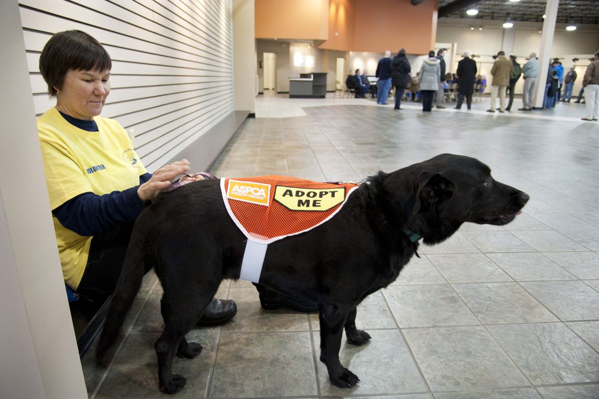 SCRAPS volunteer Kathy McGary pets Taffy, a middle-aged black Labrador retriever, at the site of the former Harley-Davidson dealership on Trent Avenue in Spokane Valley on Monday. SCRAPS will take over the building in 2014. (Dan Pelle)