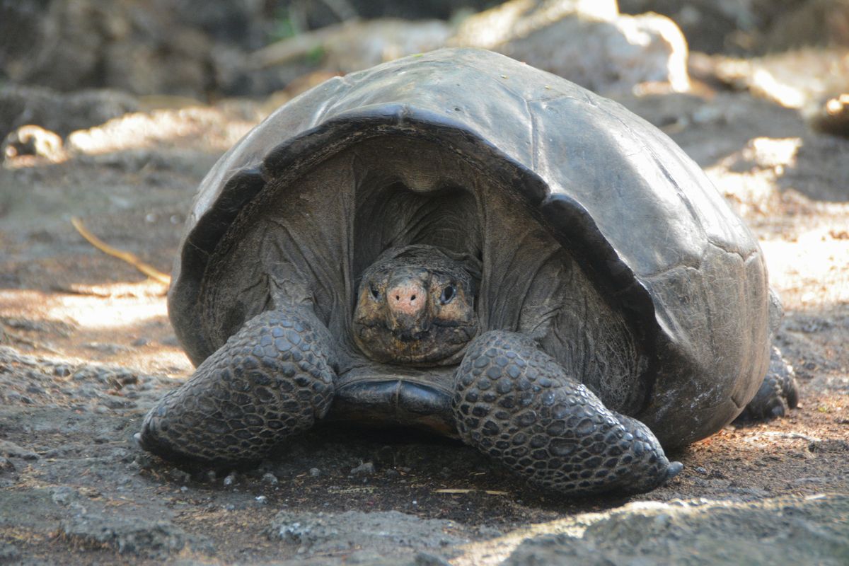 This photo release by the Galapagos National Park, shows a Chelonoidis phantasticus tortoise at the Galapagos National Park in Santa Cruz Island, Galapagos Islands, Ecuador, on Wednesday, Feb. 20, 2019. Park rangers and the Galapagos Conservancy found the tortoise, a species that was thought to have become extinct one hundred years ago. (Andres Morales / AP)