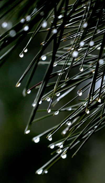 Nature’s essence: Raindrops cling to the needles of this ponderosa pine in Post Falls on Tuesday. More rain is expected through Sunday. (Kathy Plonka)