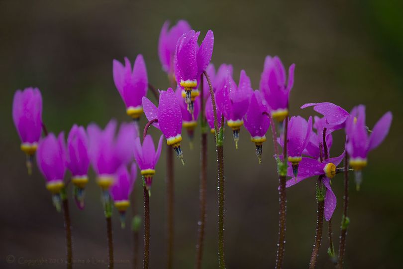 Shooting stars, delicate wildlfowers, about 5 inches tall. (Jaime Johnson)