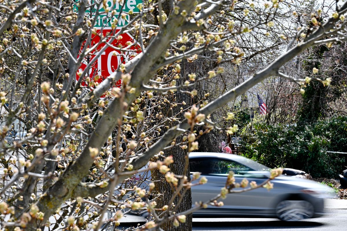 A stop sign at Sherwood and Boone Avenue is obscured by foliage on Thursday in Spokane.  (Tyler Tjomsland/The Spokesman-Review)