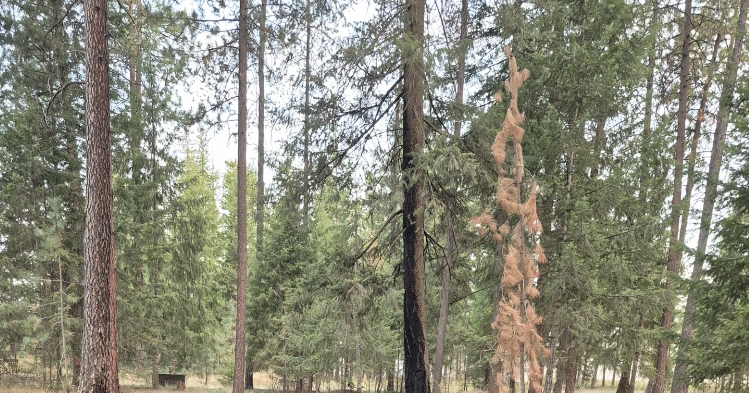 Cd'A brush, structure fires started about same time in same area last month, investigators determine at least one was arson