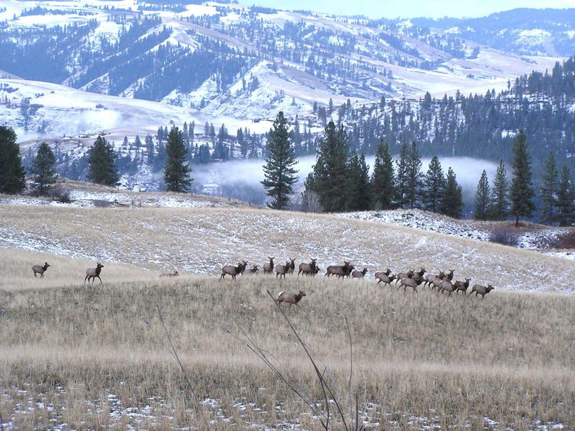 Wintering elk move through a field on the 4-O Ranch Wildlife Area above the Grande Ronde River. (Paul Wik / Washington Fish and Wildlife Department)