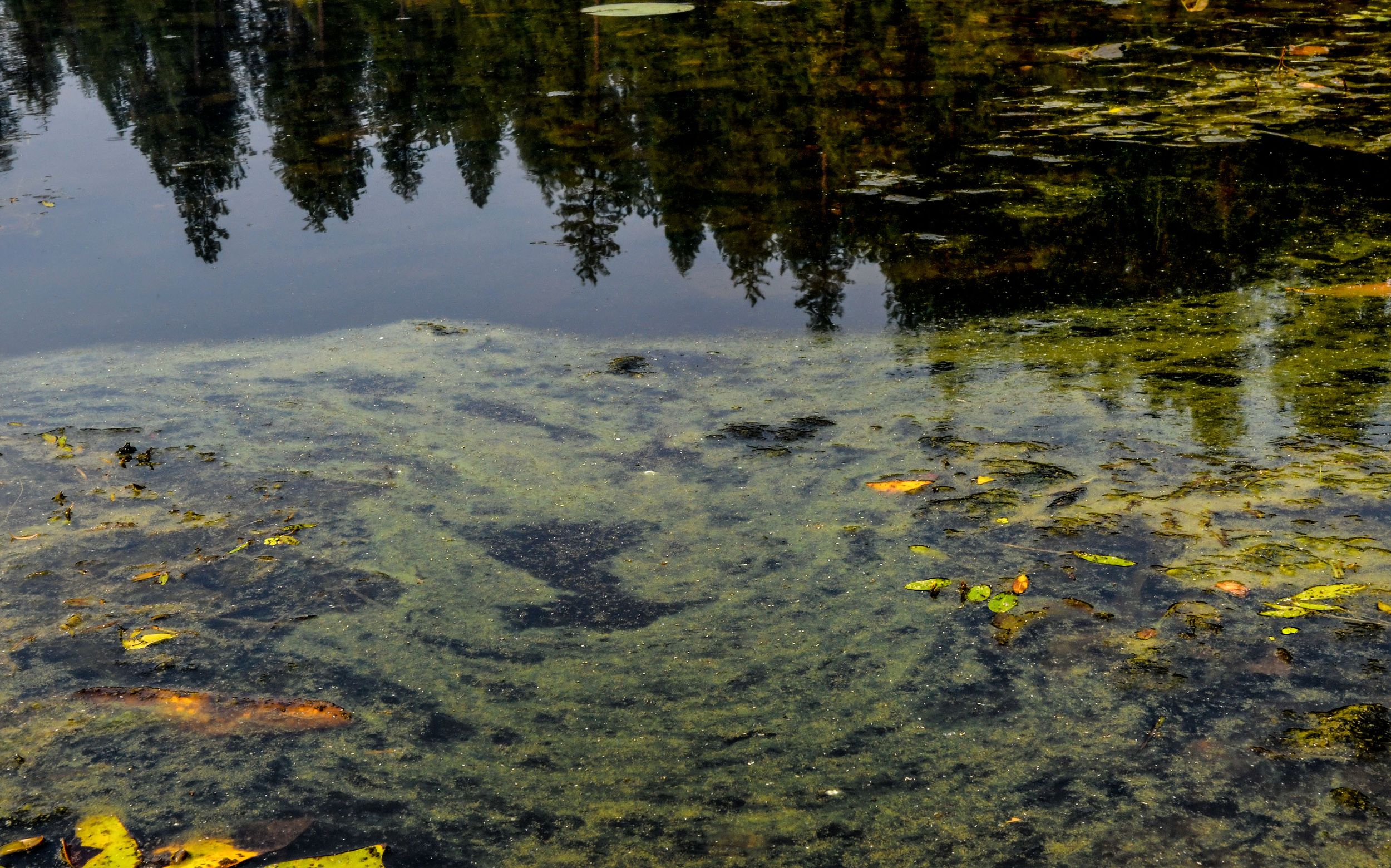 11 bodies of water in North Idaho have been hit by toxic algae this year compared to three last