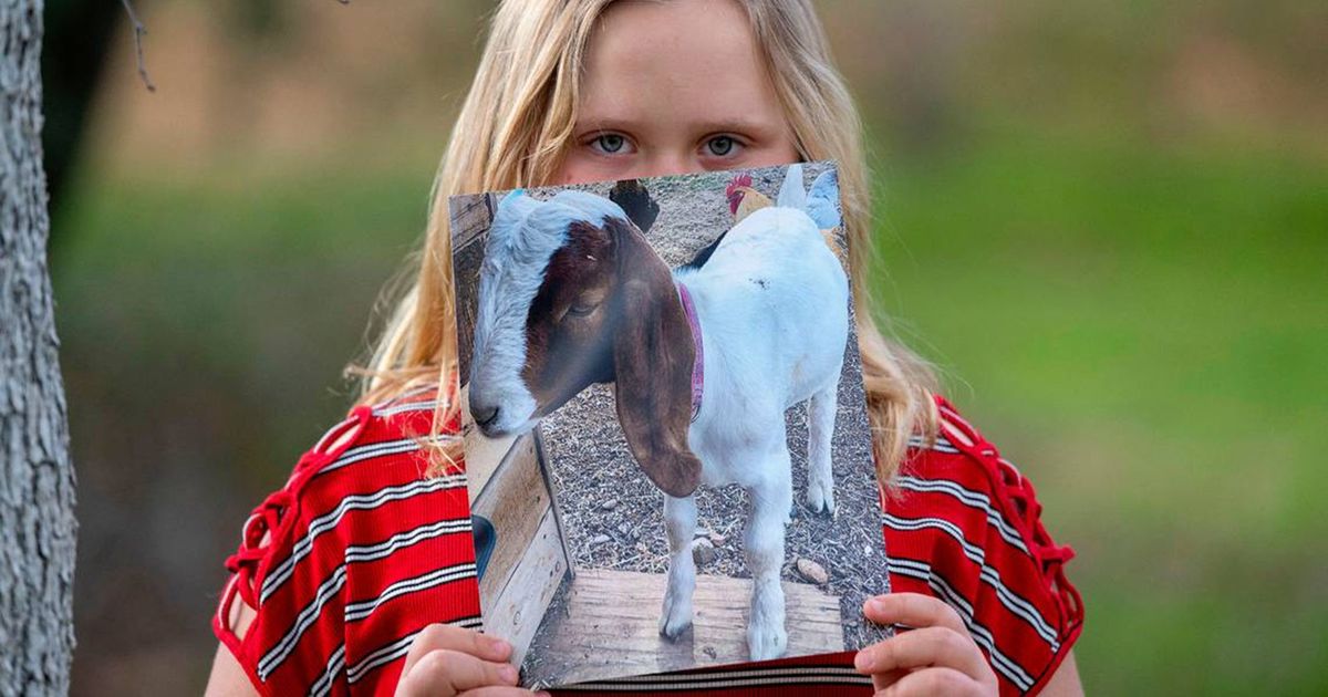 9yearold California girl wanted to save her goat from slaughter Then came the search warrant