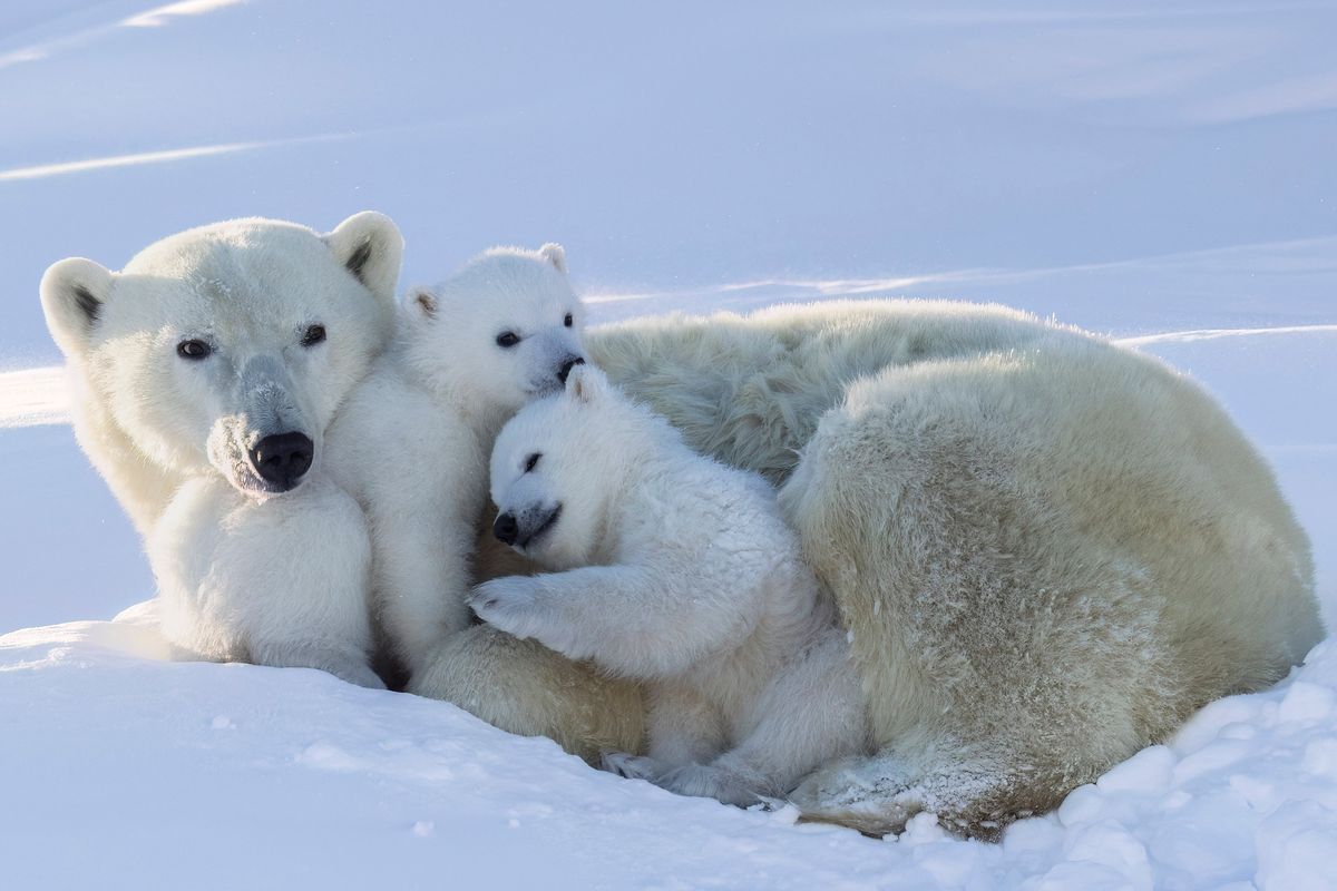 Polar bears huddle together in this photo by Tim Christie. Christie, a wildlife photographer, is releasing a book of his images this month.  (Courtesy of Tim Christie)