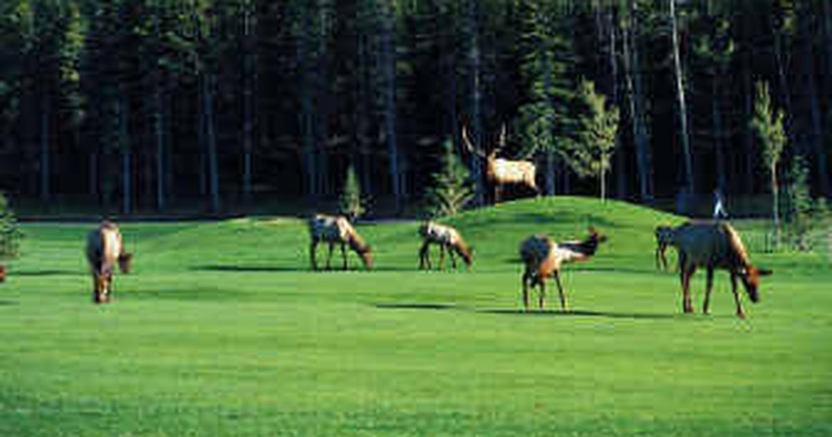 Enjoy Golf But Beware Of Elk The Spokesman Review