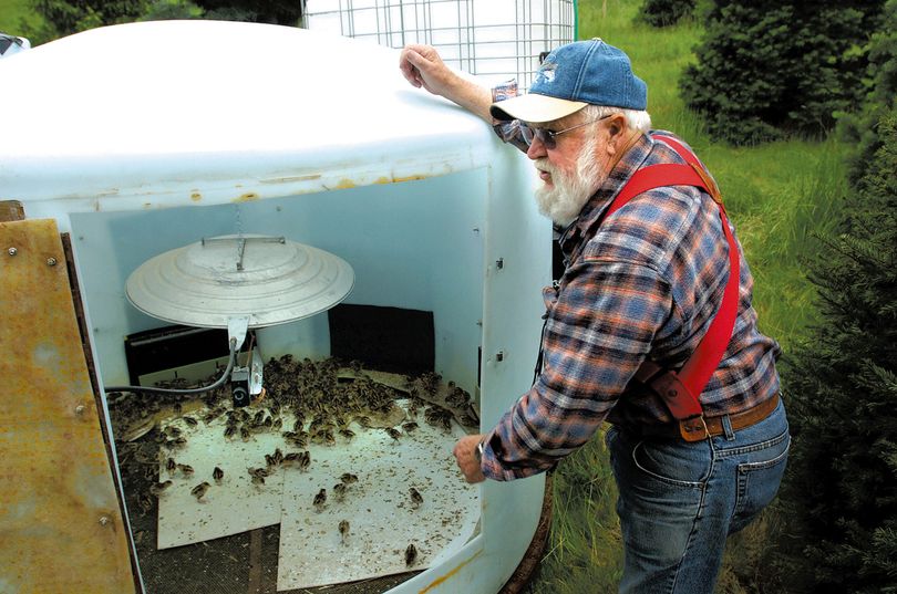 Jim Hagedorn of Viola checks in on week-old pheasant chicks being raised in a make shift incubator near Princeton.