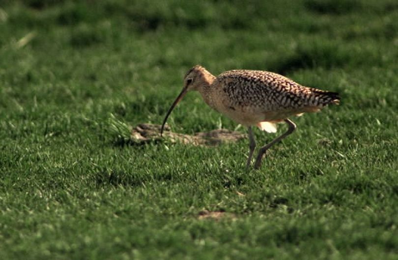 Migrating birds of all kinds find central Washington attractive. A long-billed curlew scouts for food in a field east of Othello. (Staff photo)