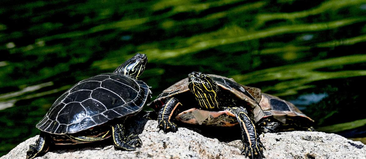 Ask Dr. Universe: Turtles' shells are made up of their bones