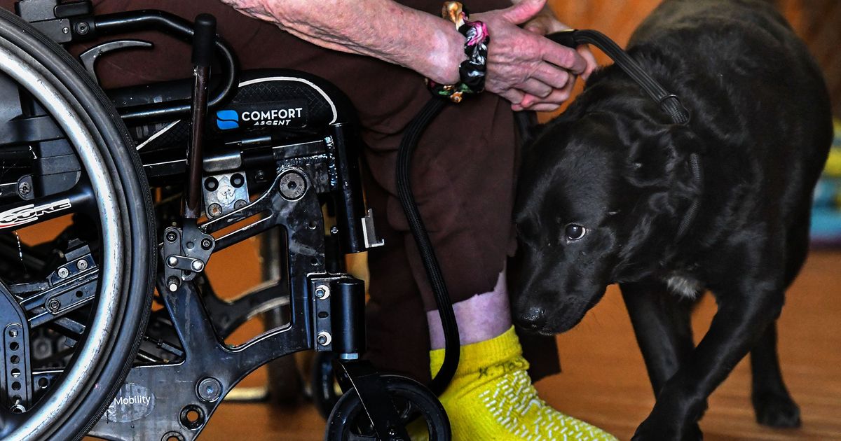 Hearts and Paws: Skilled nursing center patients foster older dogs until adoption
