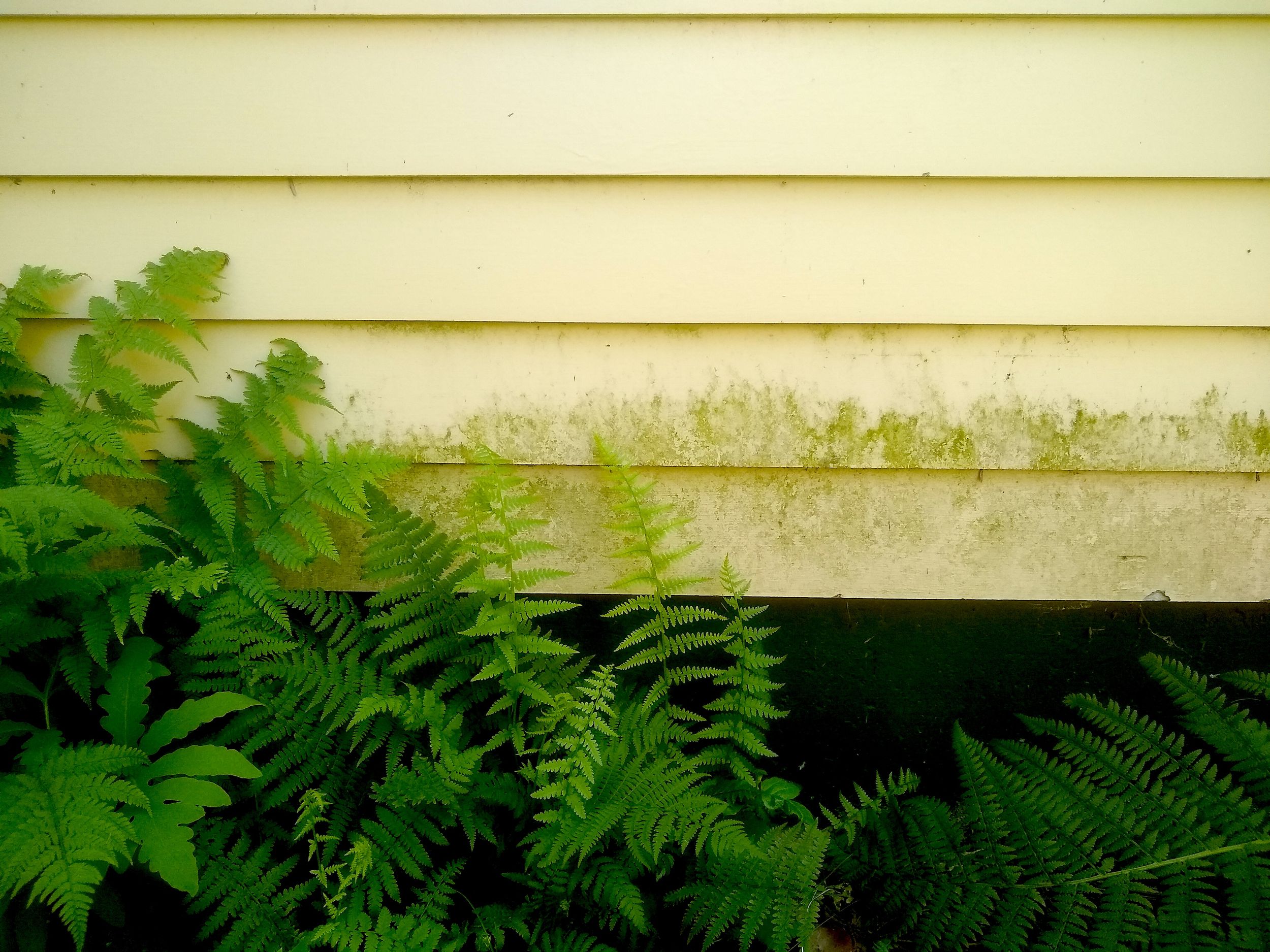 Ask the Builder How to clean algae off siding, roofs and patios The